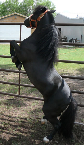 Blazing Bravado miniature horse Rodeo