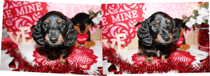 AKC miniature dachshund puppies in Texas for sale