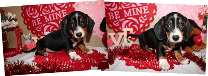 AKC miniature dachshund puppies in Texas for sale