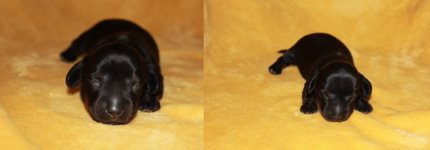 miniature dachshund puppies