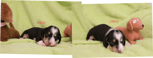 miniature dachshund puppies