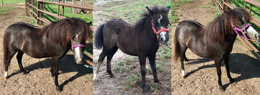 miniature horses for sale in Texas