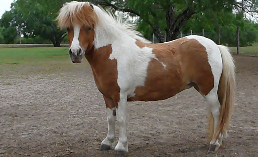 miniature mare horses Kowgirl