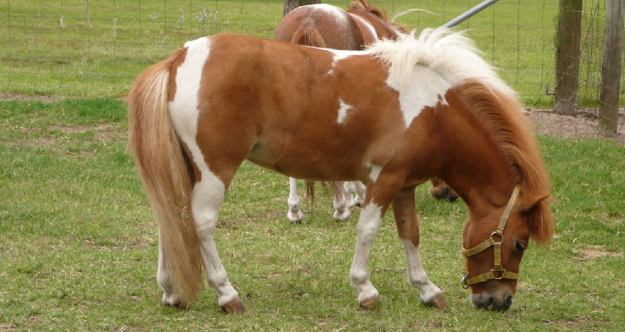 miniature mare horses Star of Venus